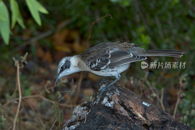 Galápagos模仿鸟，Nesomimus parvulus或Mimus parvulus，埃加斯港，詹姆斯岛，圣地亚哥岛，圣地亚哥岛，加拉帕戈斯群岛国家公园，厄瓜多尔。人无赘肉。